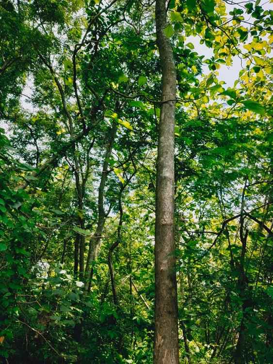 tanah dekat pasar kedawung