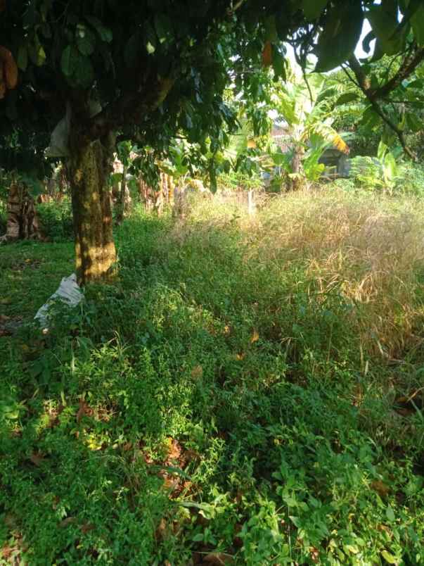 tanah dijual desa tugu jaya cigombong bogor