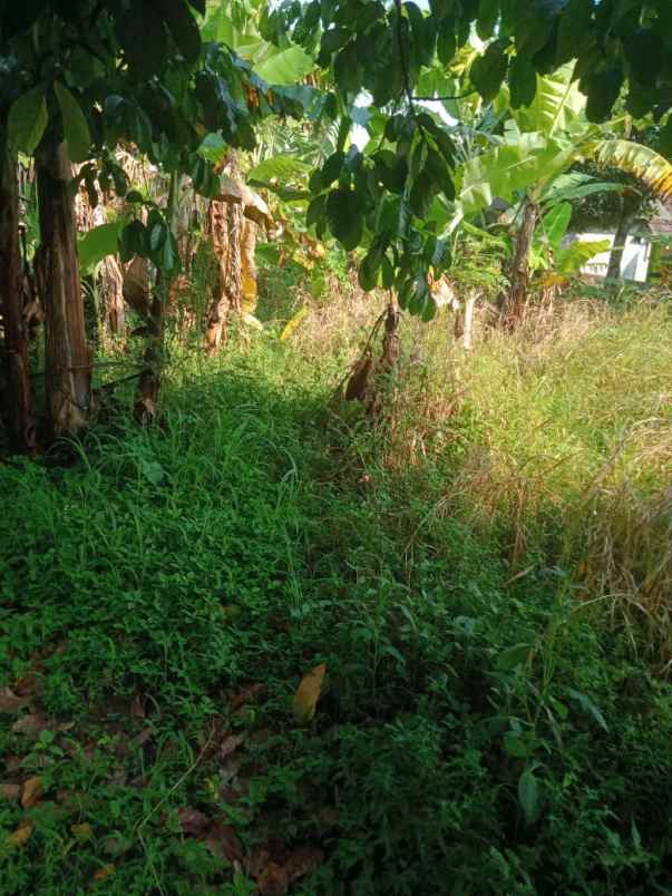 tanah dijual desa tugu jaya cigombong bogor