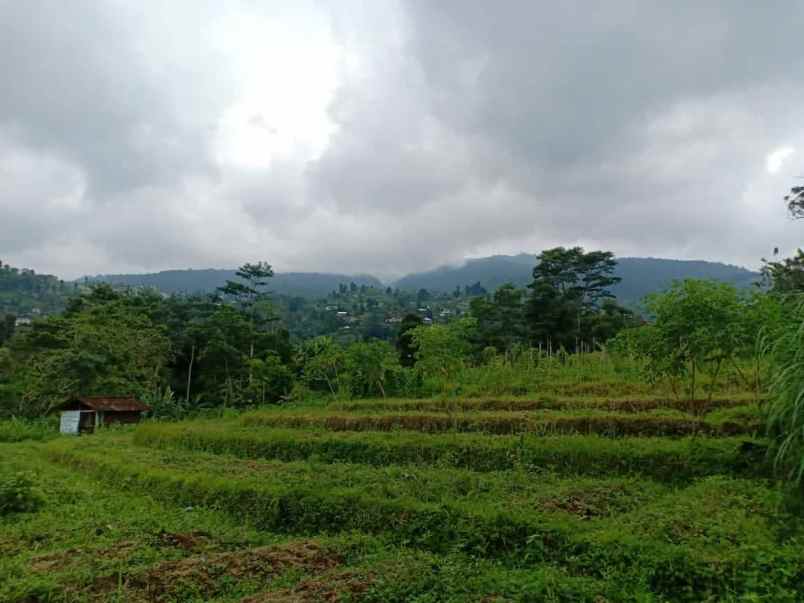 tanah kawasan wisata kebun the