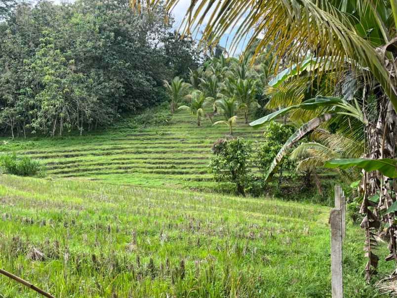 tanah kebun di selemadeg dengan view sawah dan sunrise