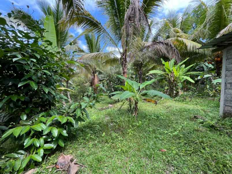 tanah kebun di selemadeg dengan view sawah dan sunrise