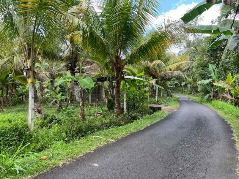 tanah kebun di selemadeg dengan view sawah dan sunrise