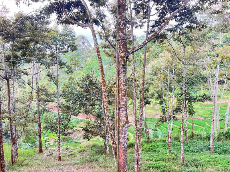 tanah kebun durian 8594m siap panen karanganyar