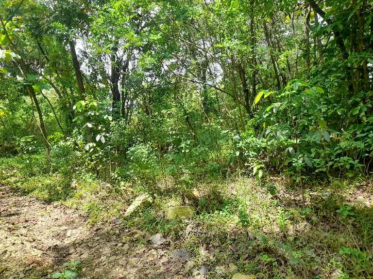 tanah kebun murah strategis