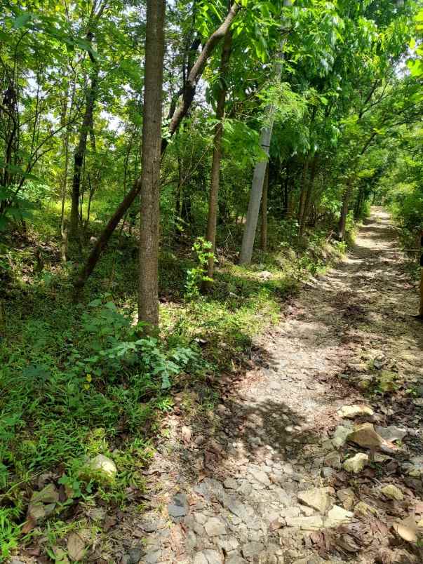 tanah kebun murah strategis