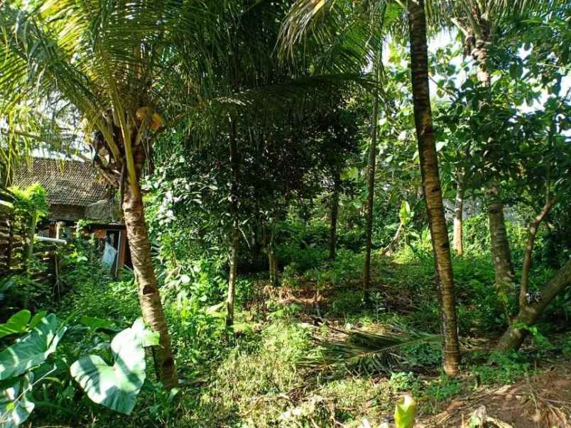 tanah tepi jl raya kerjo