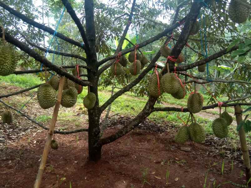 dijual cepat kebun durian siap panen di pekalongan