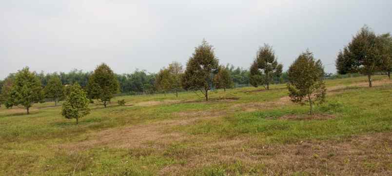 dijual kebun durian premium villa eksklusif siap panen