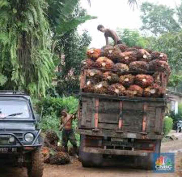 dijual kebun sawit produktif 700 hektar shm