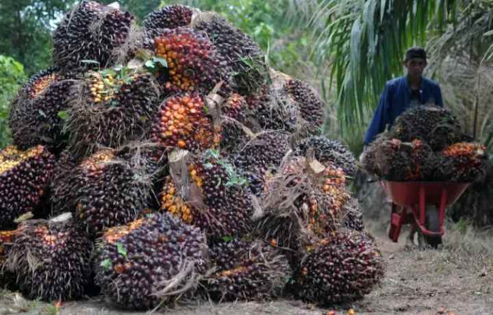 dijual kebun sawit produktif 700 hektar shm