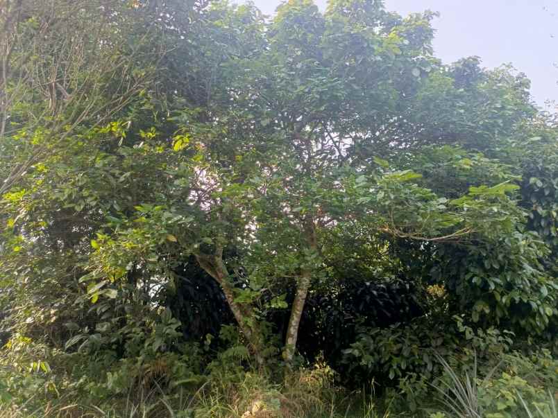 dijual murah kebun durian di kiarapedes purwakarta