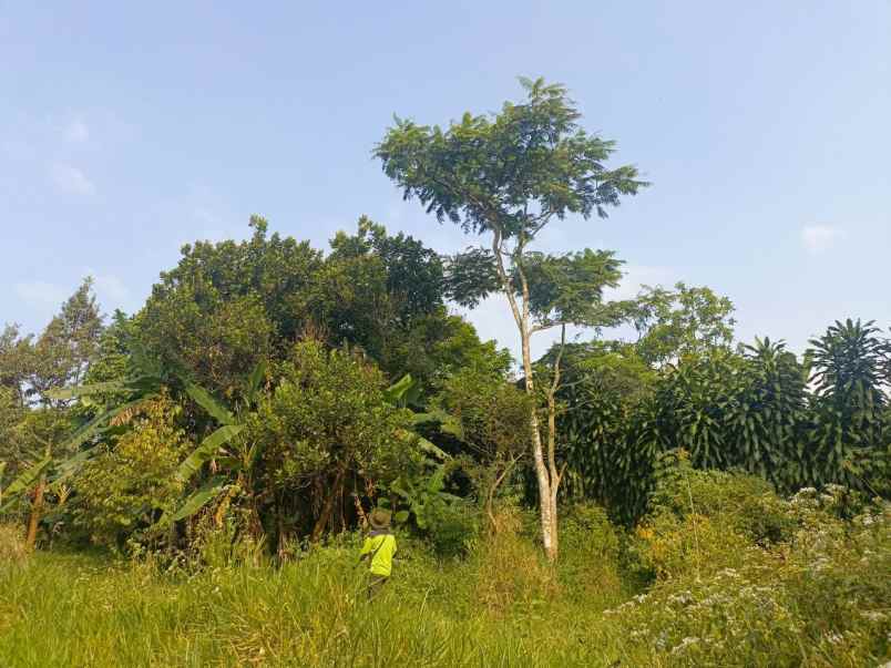 dijual murah kebun durian di kiarapedes purwakarta