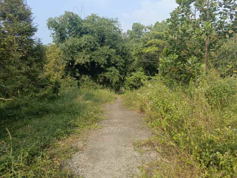 dijual murah kebun durian di kiarapedes purwakarta