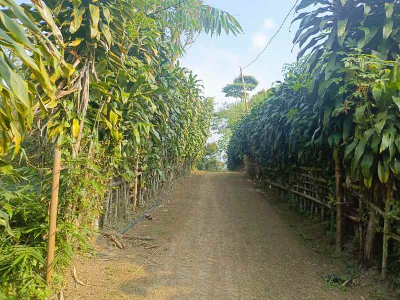 dijual murah kebun durian di kiarapedes purwakarta