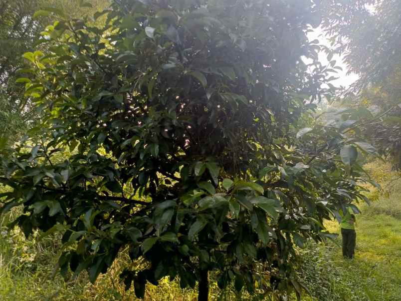 dijual murah kebun durian di kiarapedes purwakarta