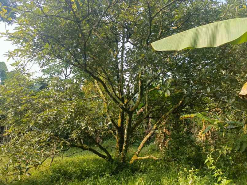 dijual murah kebun durian di kiarapedes purwakarta