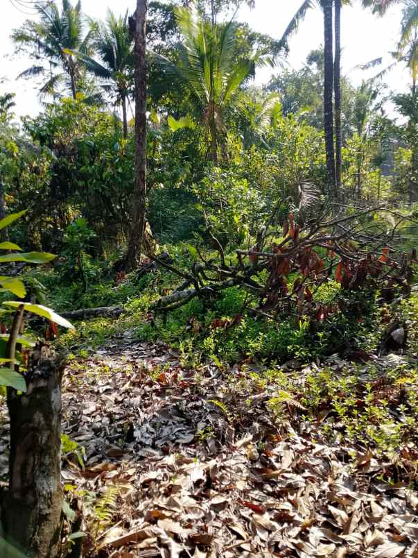dijual tanah banjar dinas munduk desa