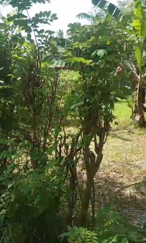 dijual tanah banyubiru kec semarang kab semarang