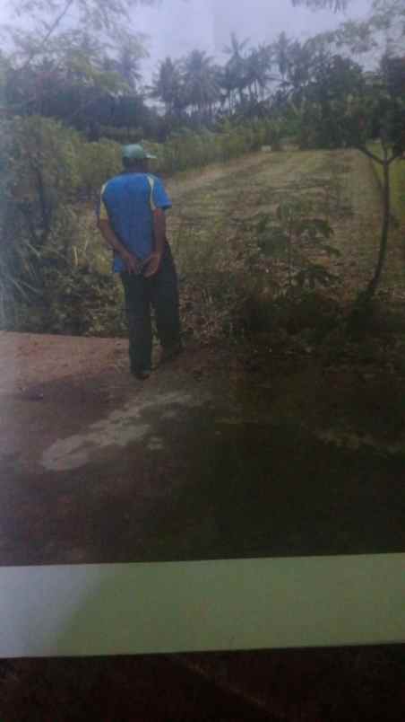 dijual tanah cepat di semawung sumberejo tempel