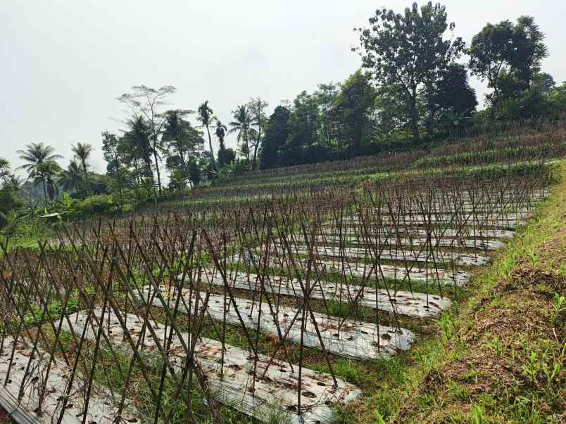 dijual tanah desa darangdan