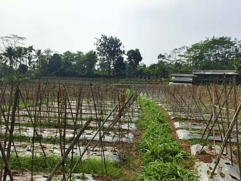 dijual tanah desa darangdan
