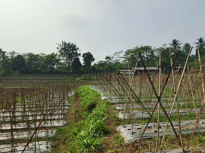 dijual tanah desa darangdan