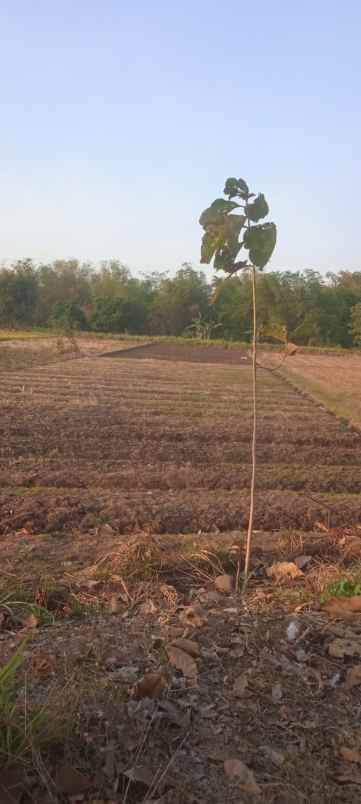 dijual tanah di sugihwaras bagor nganjuk