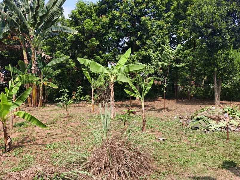 dijual tanah gg ali hamdan