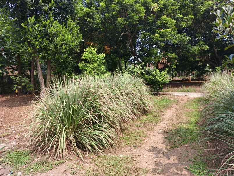 dijual tanah gg ali hamdan