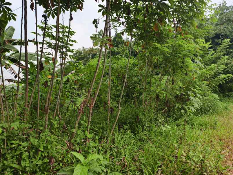 dijual tanah kebun di selaawi pasawahan purwakarta