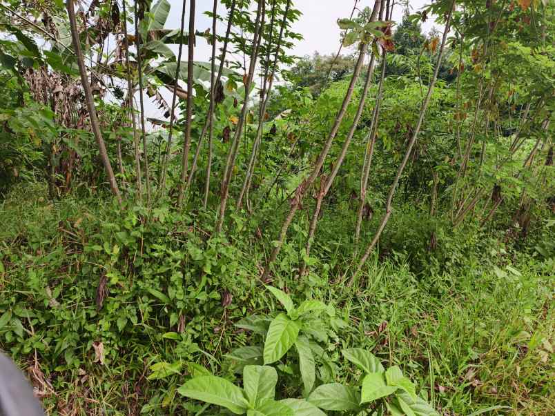 dijual tanah kebun di selaawi pasawahan purwakarta
