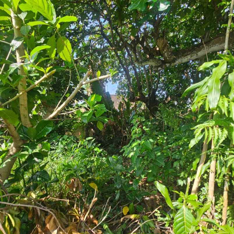dijual tanah kuwum