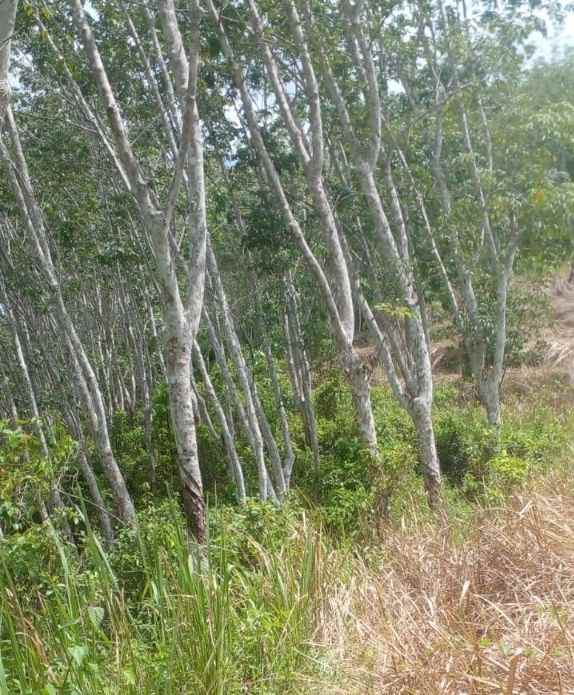 dijual tanah pamarican