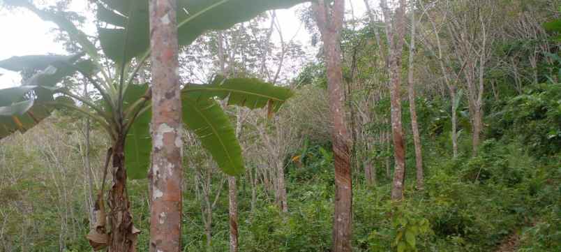 dijual tanah pamarican