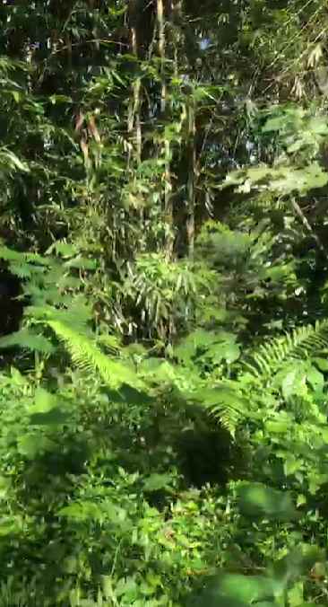 dijual tanah penebel tabanan bali