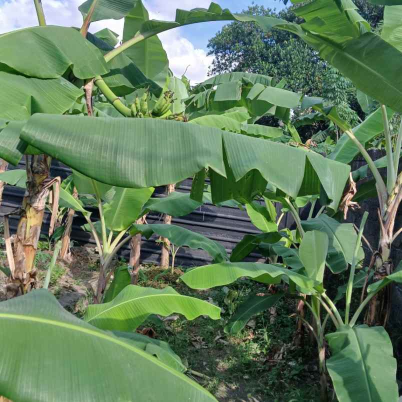 dijual tanah sekar tunjung