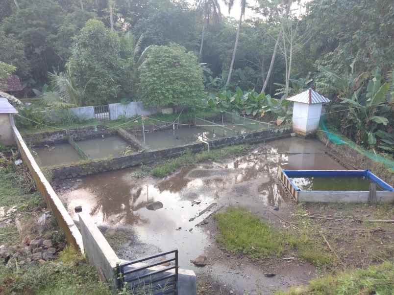 dijual tanah sudah ada kolam dan ada kebun nya