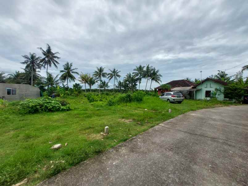 dijual tanah tawangsari kulonprogo