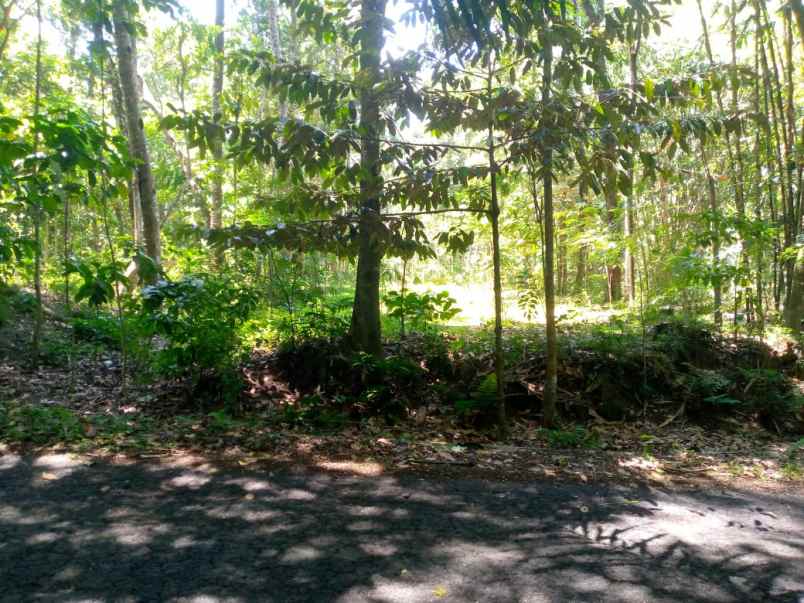 dijual tanah tegalan mangku jalan kepurun panggang