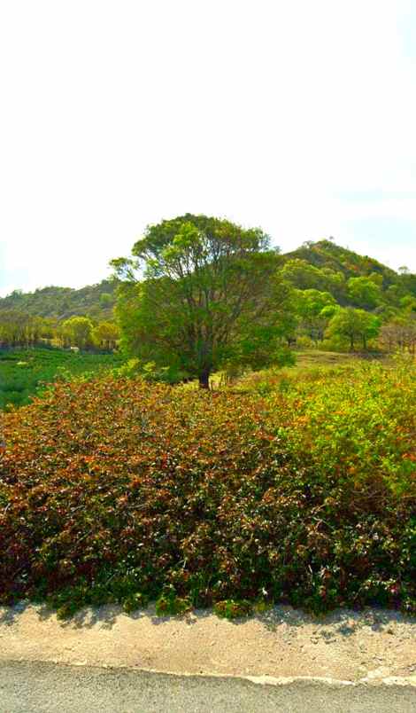 dijual tanah tua nanga sumbawa barat