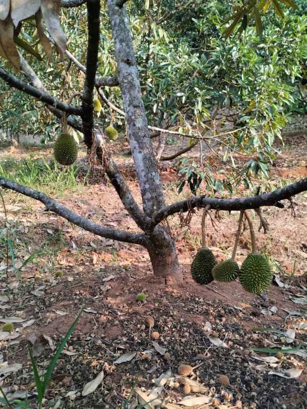 jual kebun durian mantap