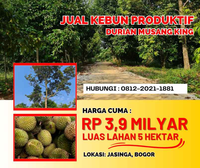 jual kebun durian musang king bogor