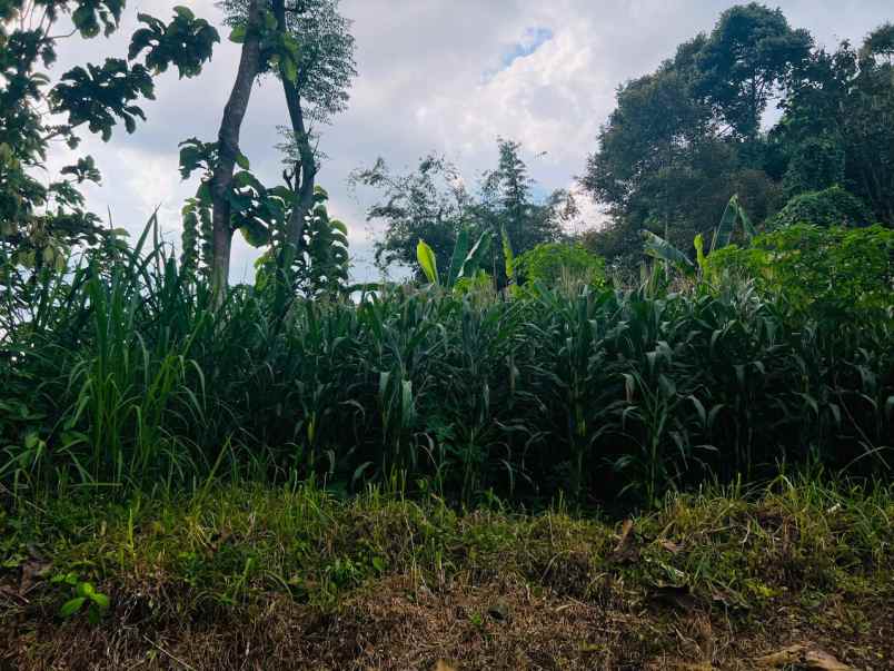 tanah 1640m utara candi cetho karanganyar timur