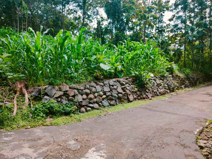 tanah bendungan kedawung sragen