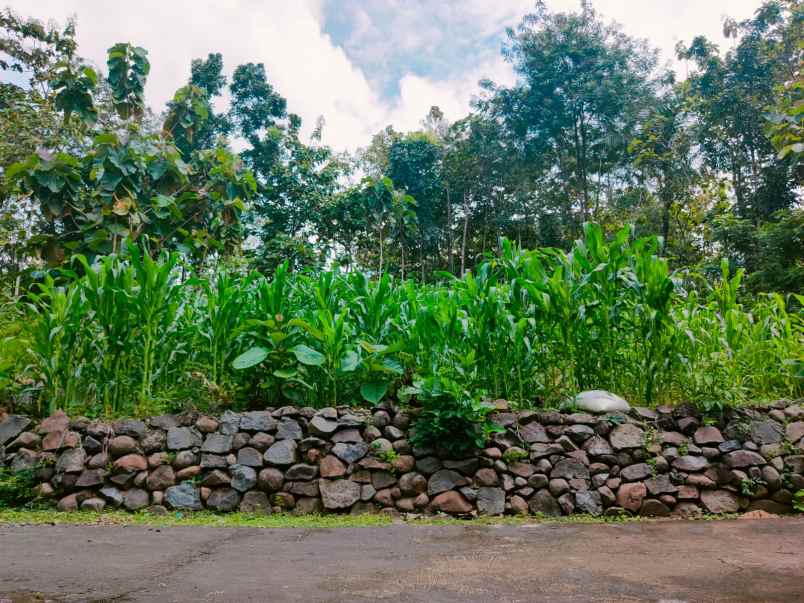 tanah bendungan kedawung sragen