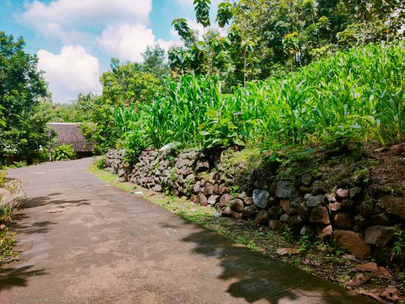 tanah bendungan kedawung sragen
