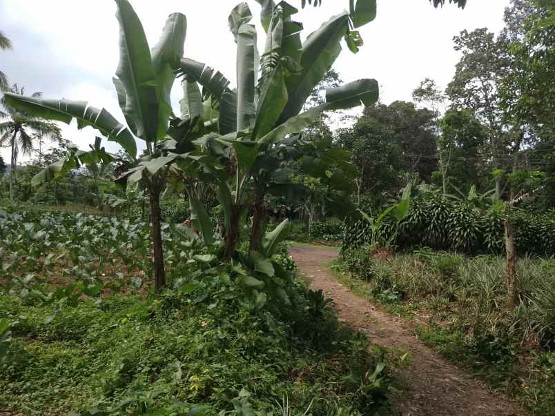 tanah darat datar ciater subang jawa barat