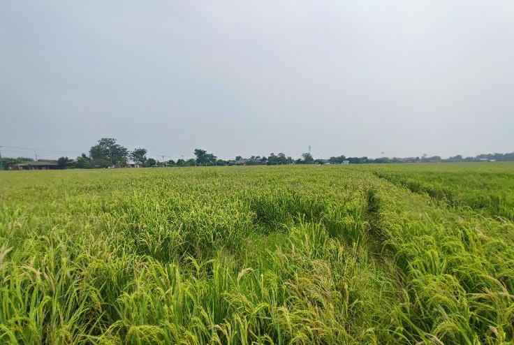 tanah dijual jalan pilang blok migas wonoayu sidoarjo