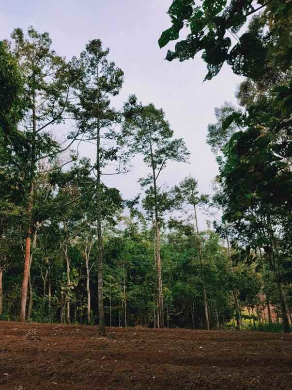 tanah karangpandan karanganyar